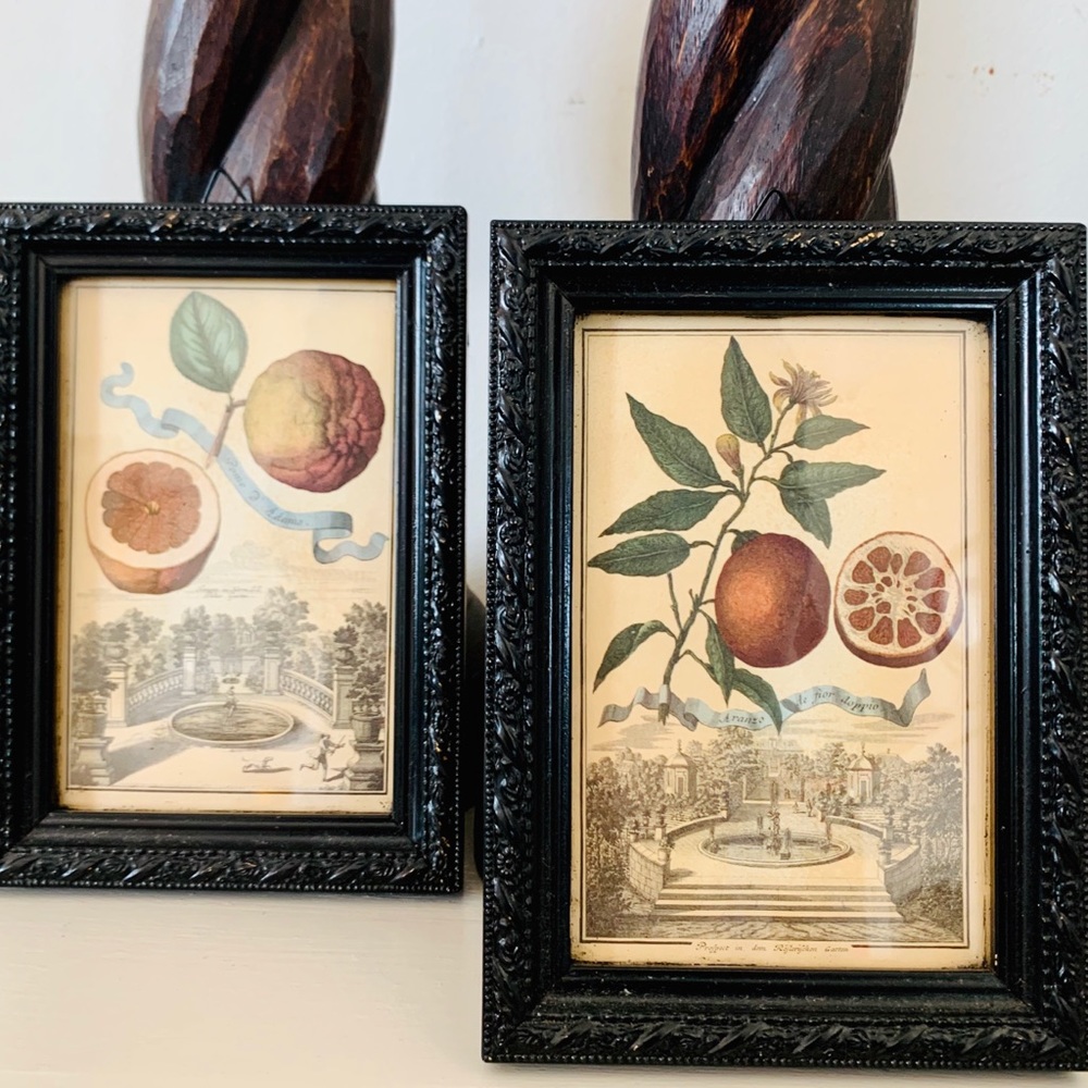 Framed Botanical Prints 7” x 5”